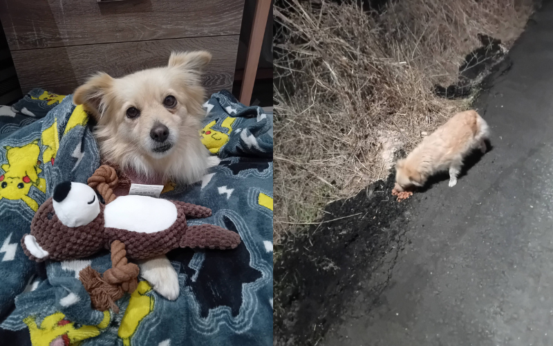 &Zeta;&omicron;ύ&sigma;&epsilon; 2 &chi;&rho;ό&nu;&iota;&alpha; &phi;&omicron;&beta;&iota;&sigma;&mu;έ&nu;&eta; &sigma;&tau;&omicron;&nu; &delta;&rho;ό&mu;&omicron; &sigma;&tau;&eta;&nu; &Kappa;ύ&pi;&rho;&omicron;: &Eta; &iota;&sigma;&tau;&omicron;&rho;ί&alpha; &tau;&eta;&sigmaf; Bella &ndash; &Tau;&omicron; &sigma;&kappa;&upsilon;&lambda;ά&kappa;&iota; &pi;&omicron;&upsilon; &sigma;&upsilon;&gamma;&kappa;&lambda;ό&nu;&iota;&sigma;&epsilon; &tau;&alpha; social